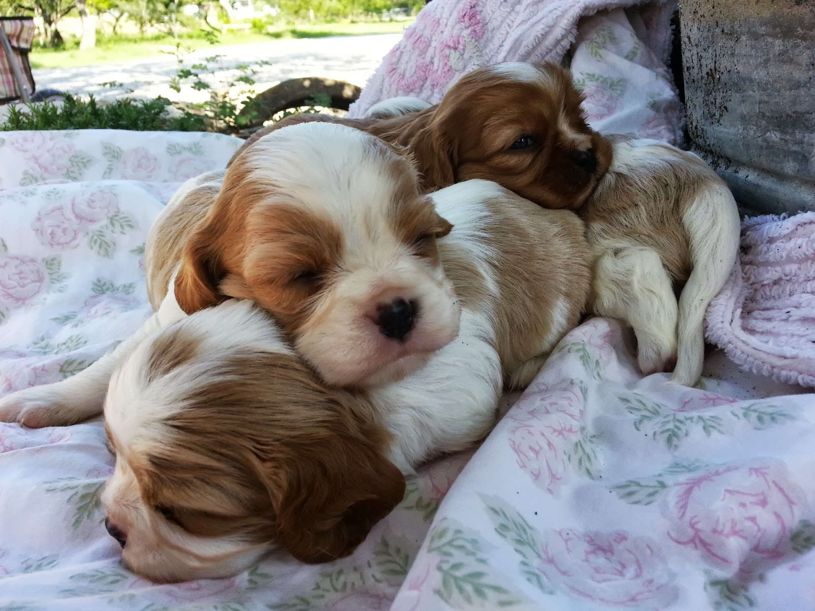 Daddykirbs Farm: Cavalier King Charles Spaniel Puppies