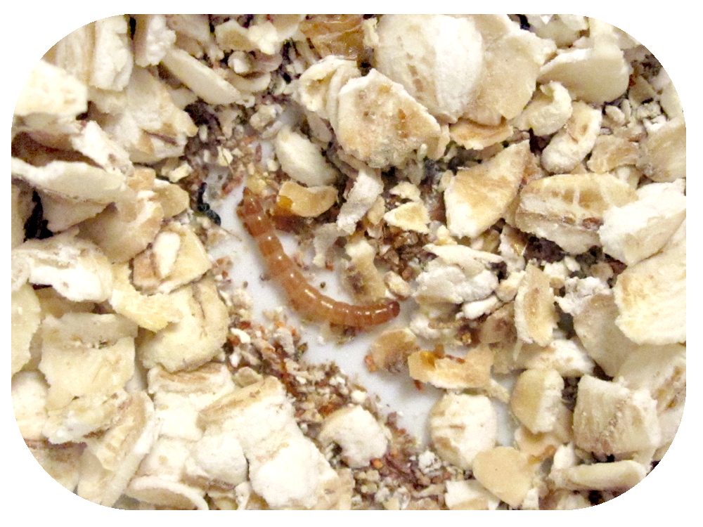 How To Start A Mealworm Colony Behind