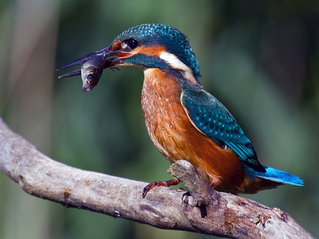 Amazing Nature with Cute Animals and Birds_MyClipta blog