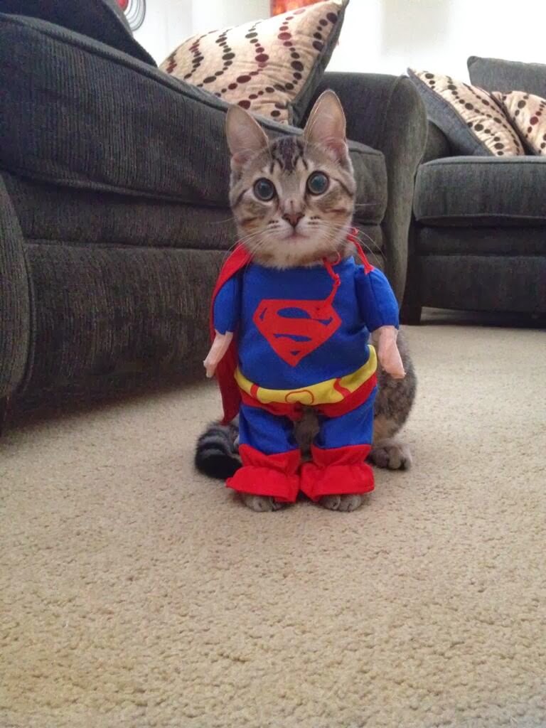 Funny cats - part 93 (40 pics + 10 gifs), cat wears Superman costume