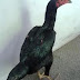 INDUK AYAM BANGKOK YANG BAIK