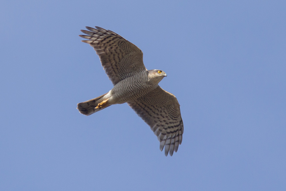 Sparrowhawk