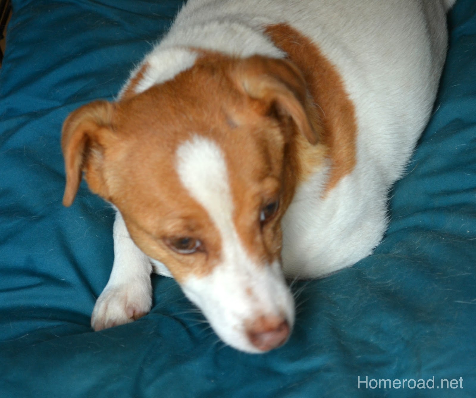 DIY Dog Fence Homeroad