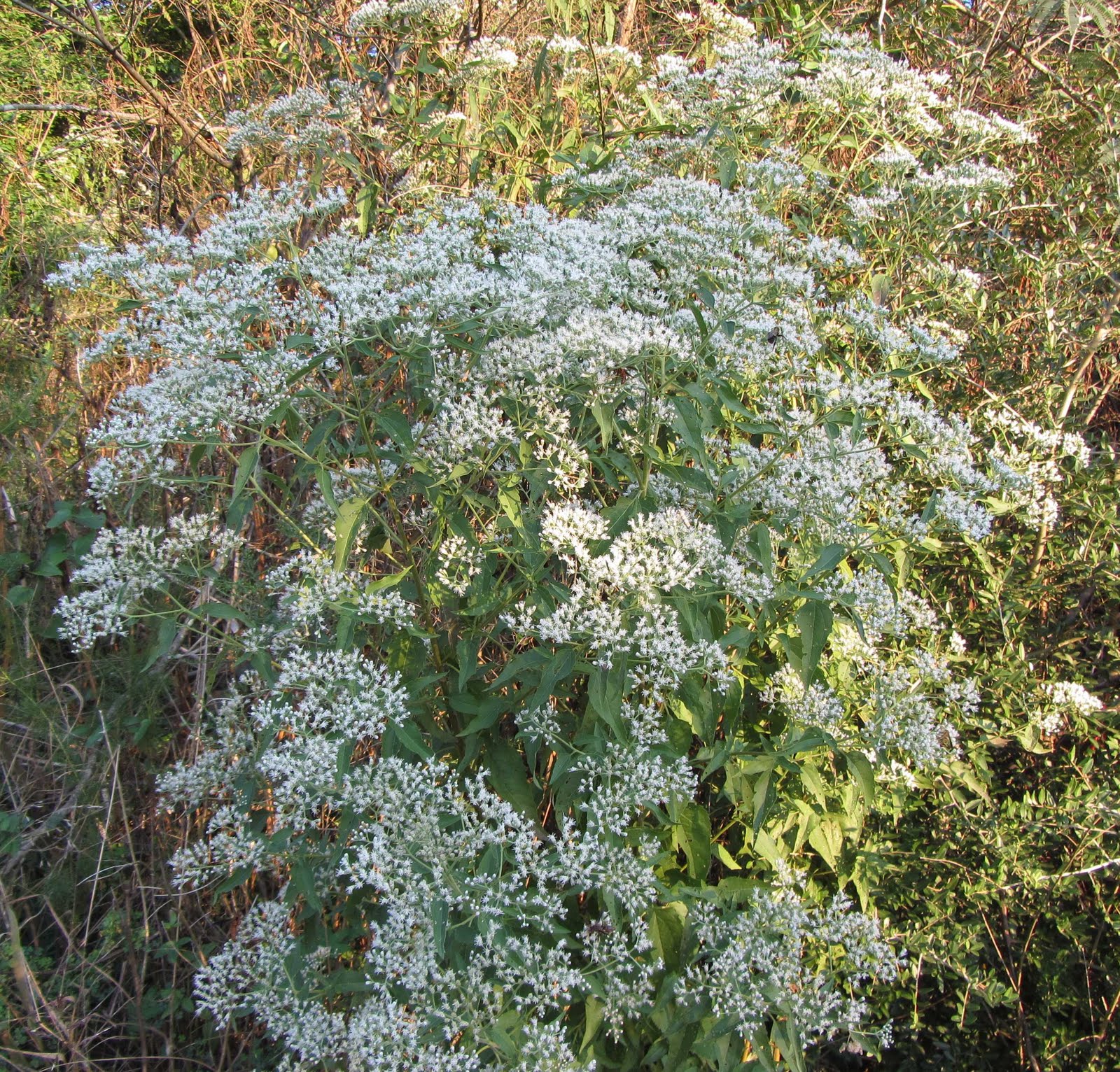 Using Native Plants Flowers of the Fall Roadside