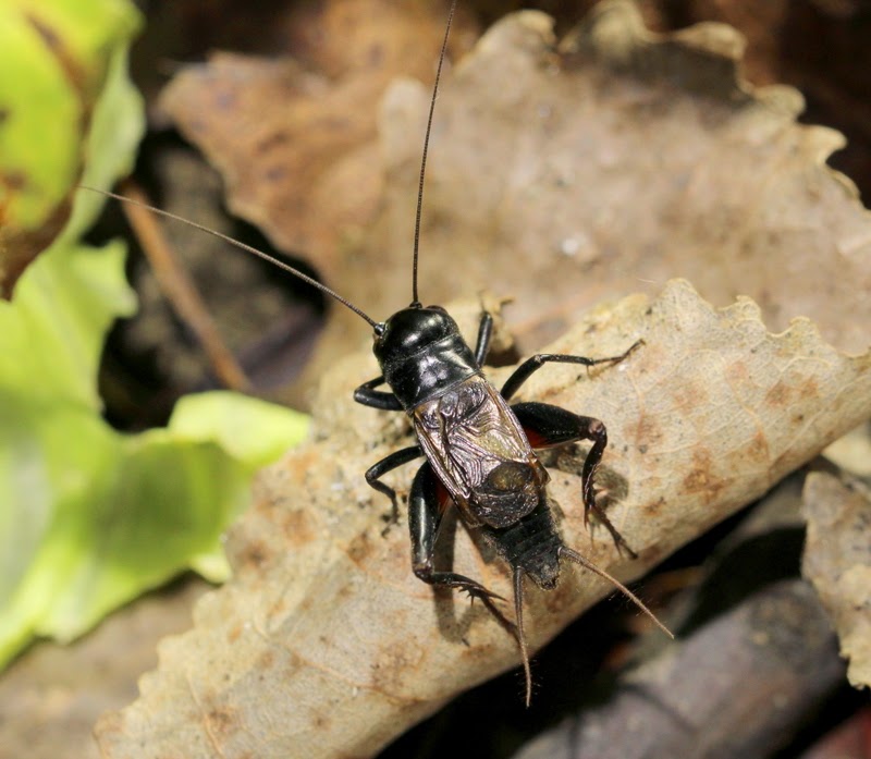 Listening in Nature: Crickets in the House: ground crickets and field