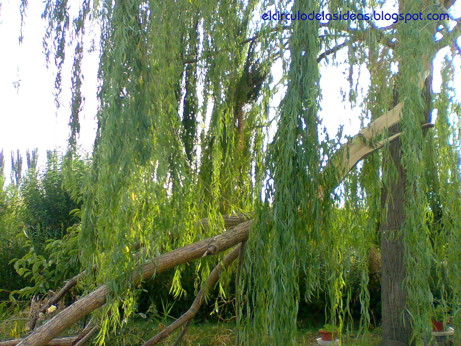 El círculo de las ideas Sauce llorón