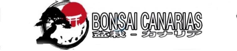 Bonsai Canarias Venta