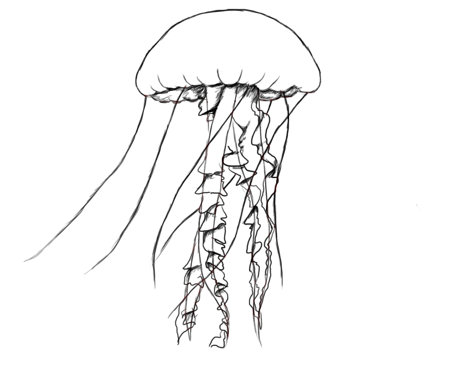  /><br/><p>Drawing Jellyfish</p></center></div>
<script type='text/javascript'>
var obj0=document.getElementById(