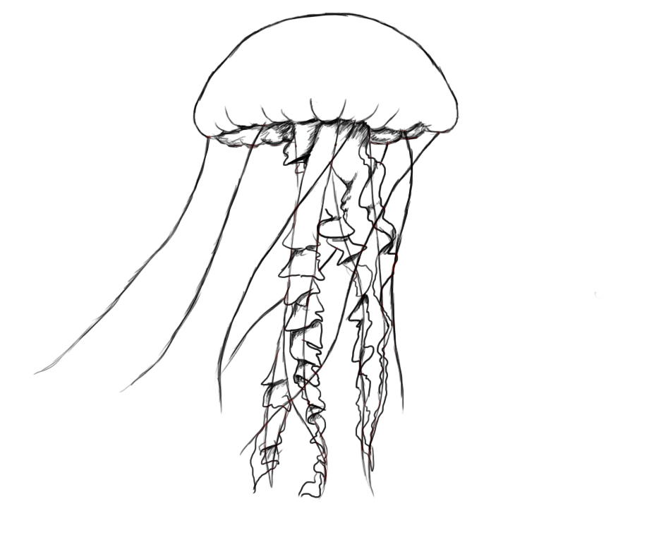 jellyfish drawing