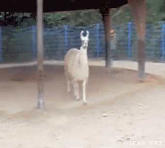 Funny animal gifs - part 77 (10 gifs), fabulous llama gif