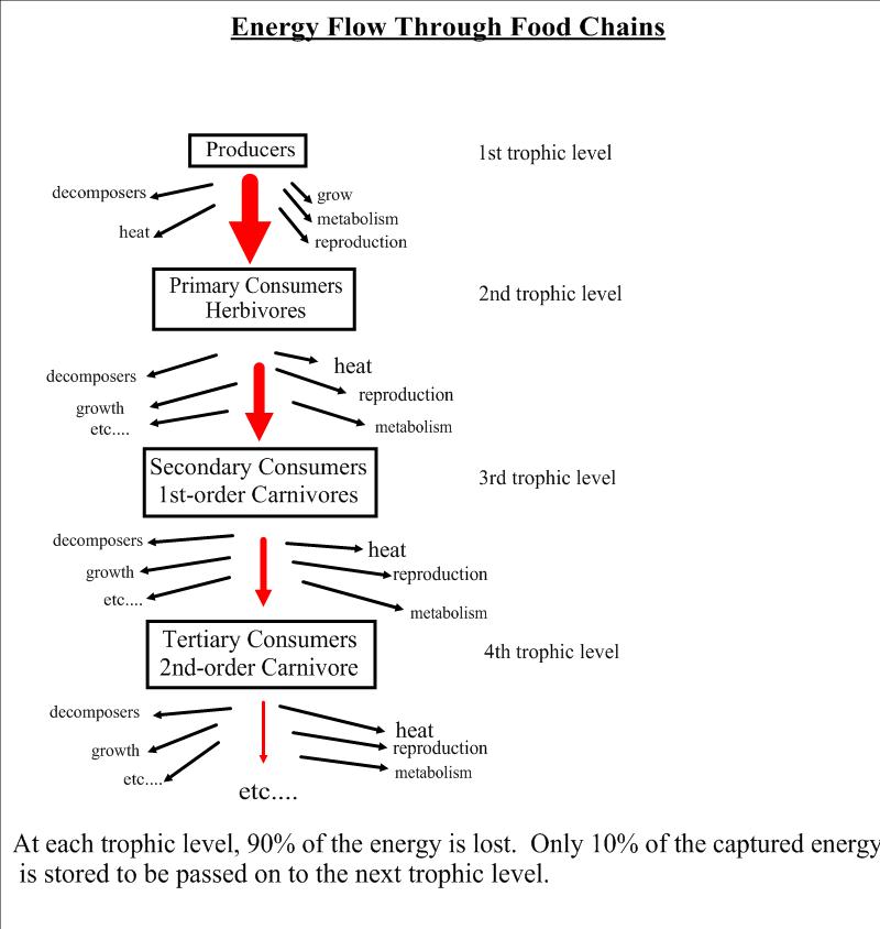 Biology B Unit 1 Topic Photosynthesis and Cellular Respiration