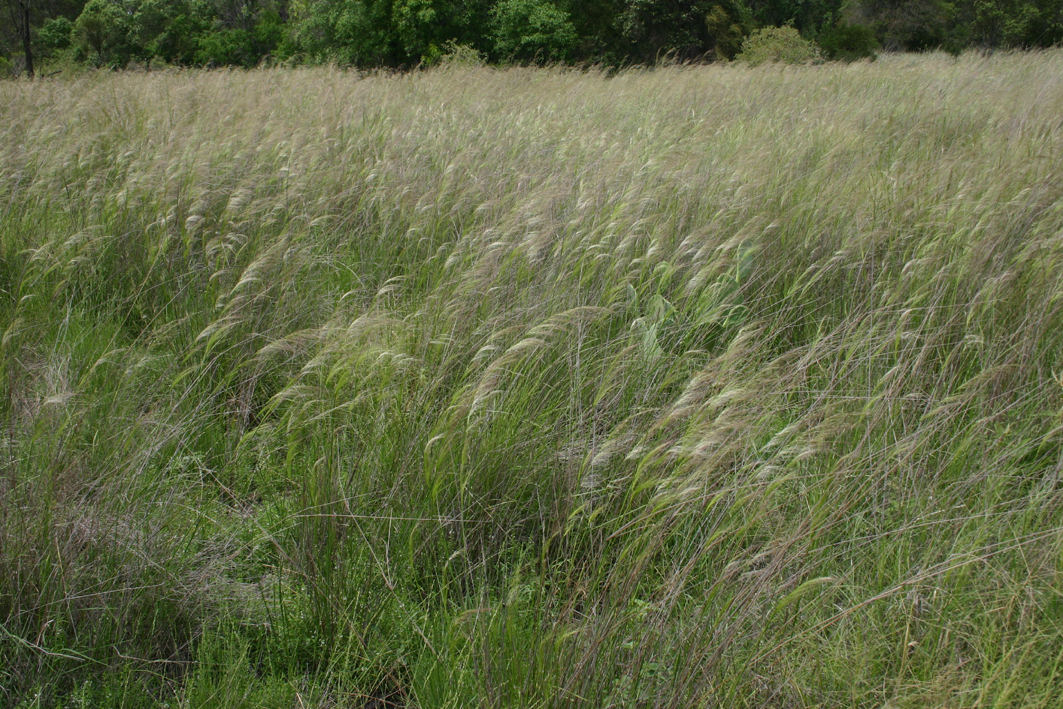 Toowoomba Plants Darling Downs Grasslands