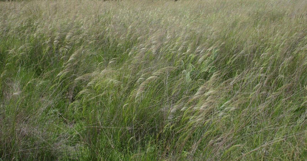 Toowoomba Plants Darling Downs Grasslands