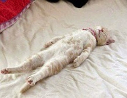Akibat sering tidur lama Akibat sering tidur lama