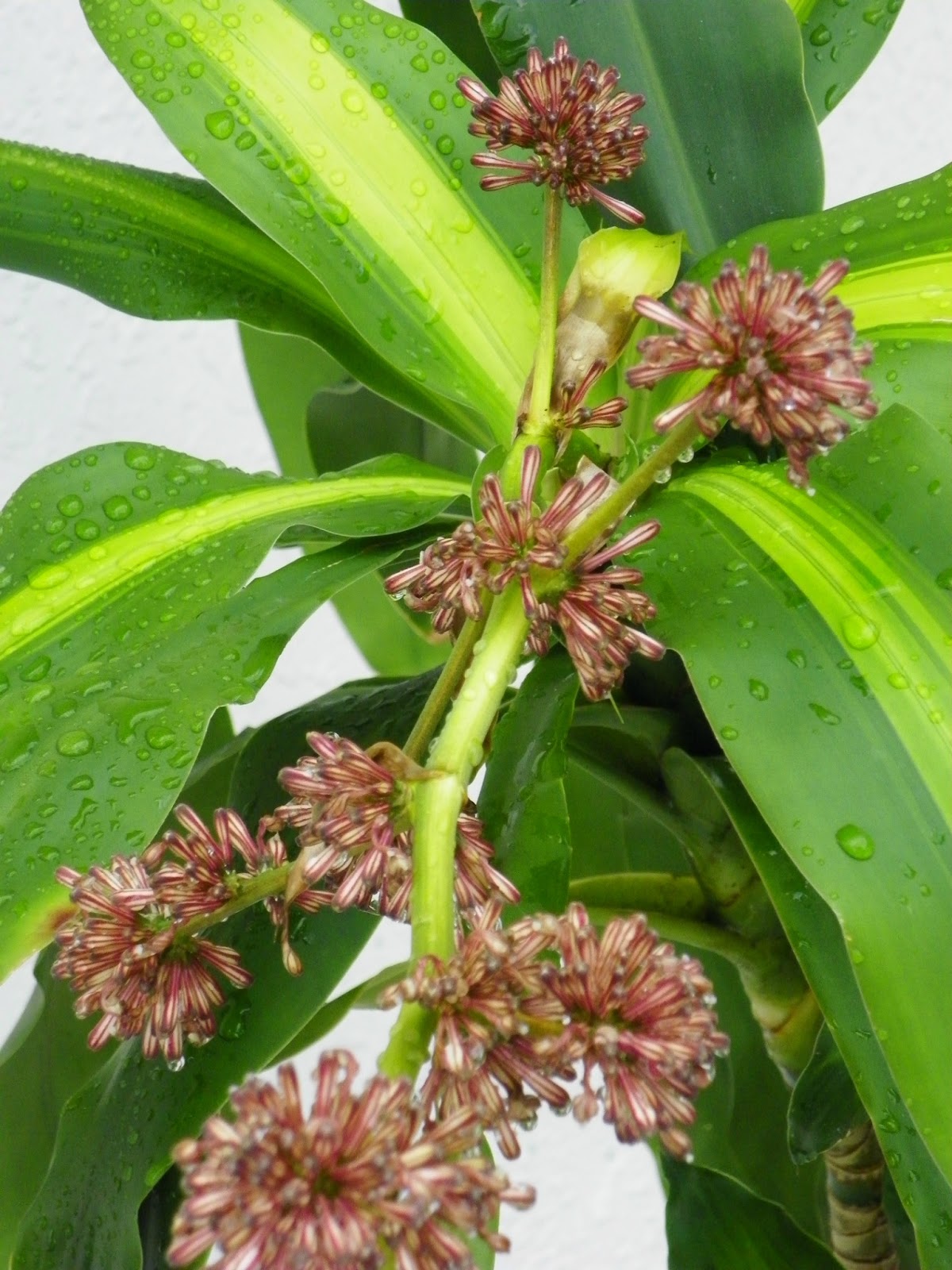 Houseplant SOS The Good Old Corn Plant