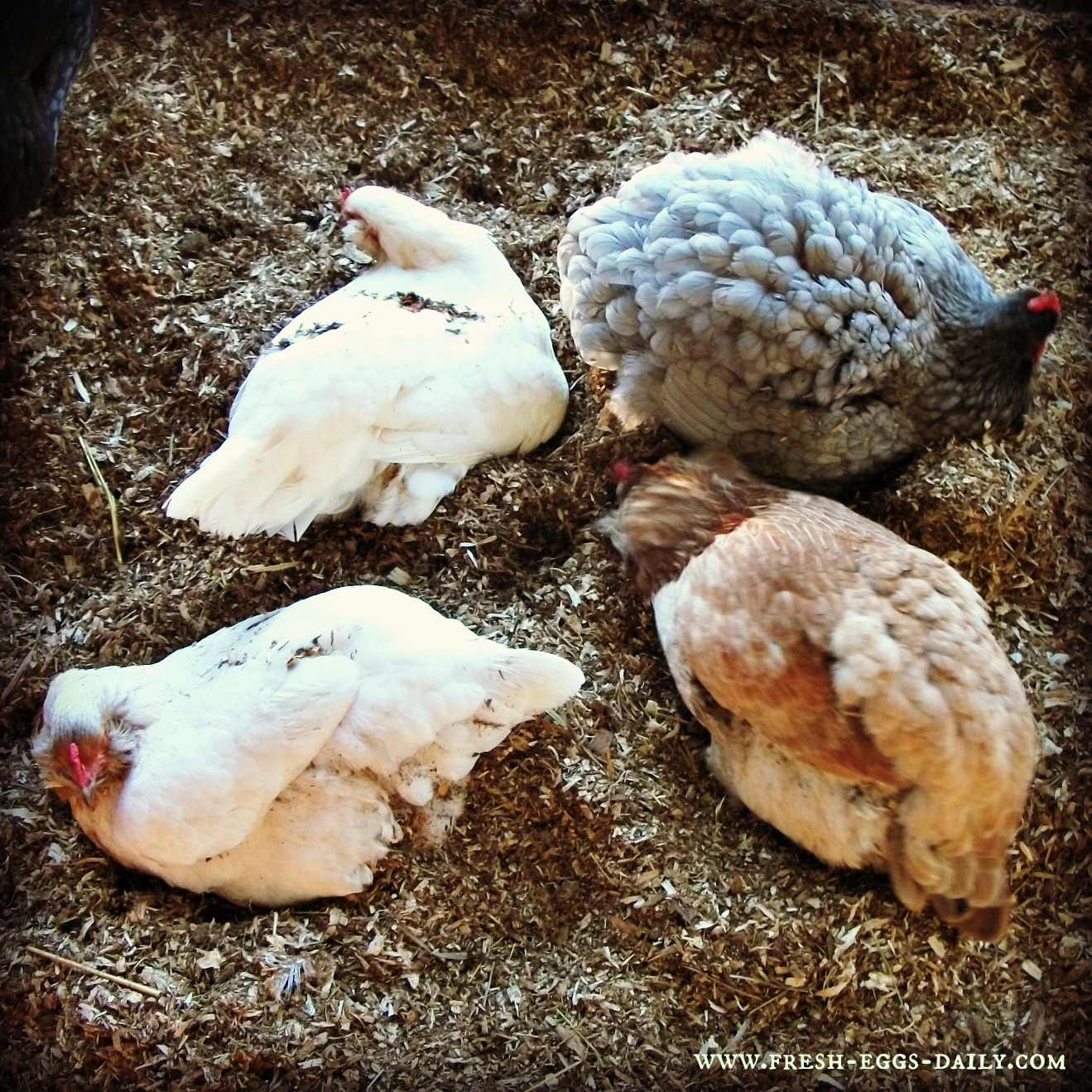 Bathing Beauties Why Dust Baths are So Important for Chickens Fresh Eggs Daily®