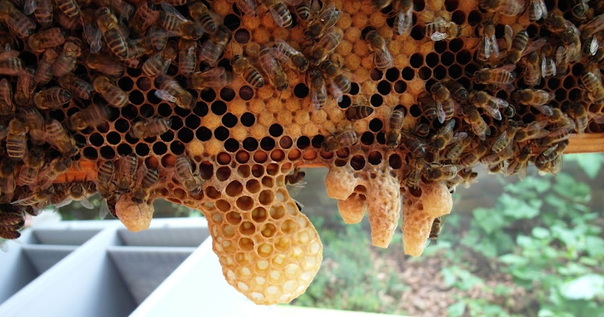 Capped queen cell and my first artificial swarm