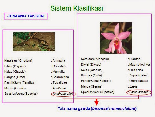 Klasifikasi hewan dan tumbuhan dari kingdom sampai spesies