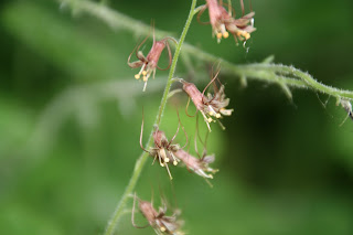Pick-a-back plant (Tolmiea menziesii)