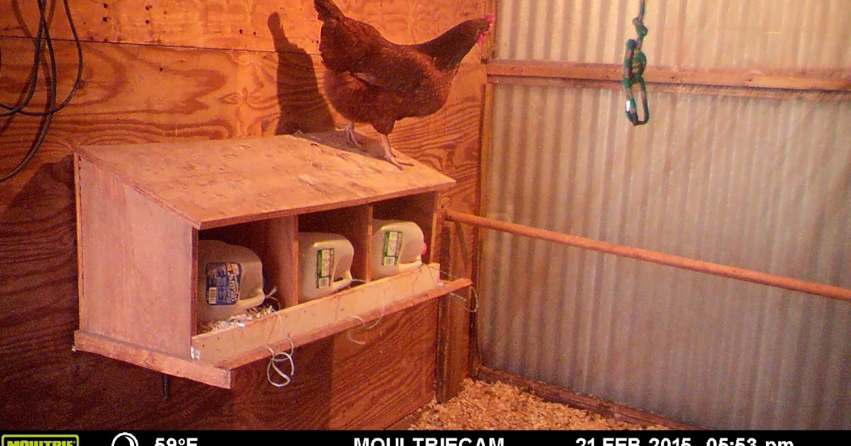 Windy Acres Diary Sleeping Chickens