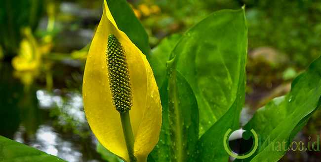 Western Skunk Cabbage Western Skunk Cabbage
