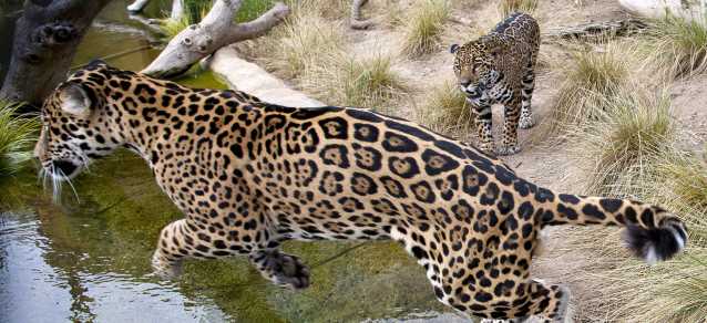 Jaguar, Koleksi Baru Taman Safari | Indonesian Lady 21 Century