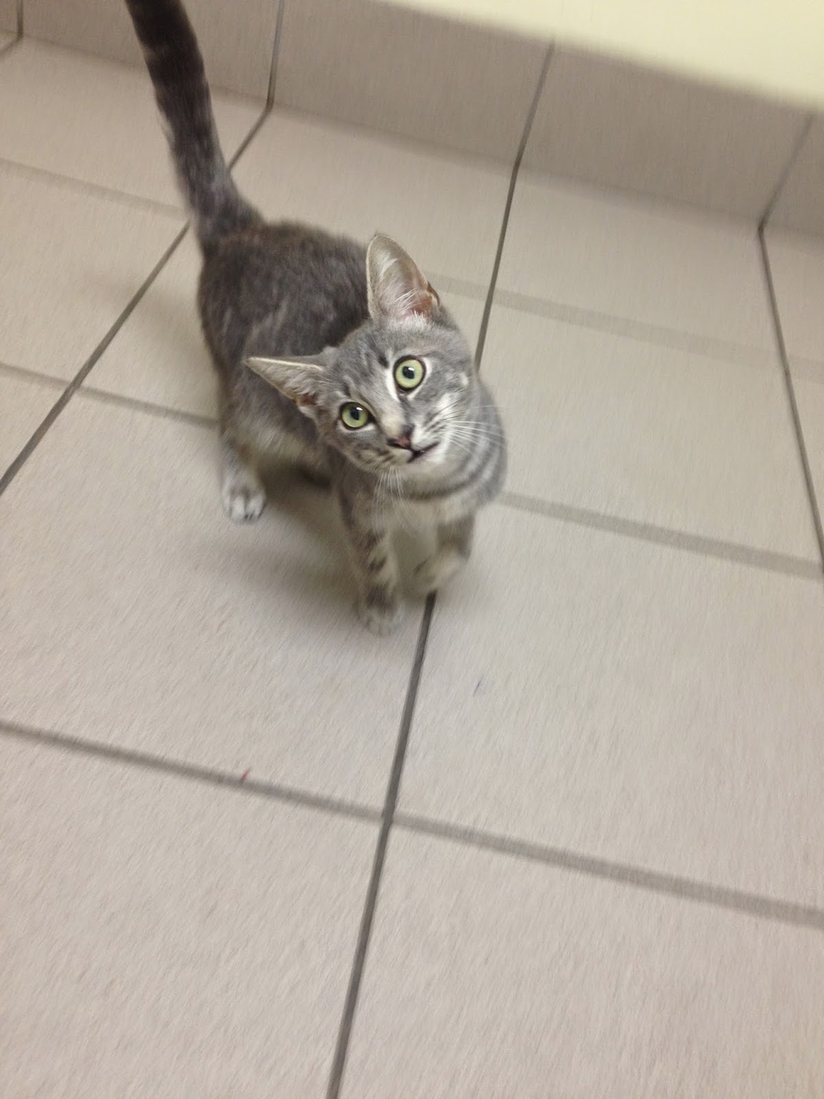 Diary of a RealLife Veterinarian Kitten Head Tilt? Maybe? Upper