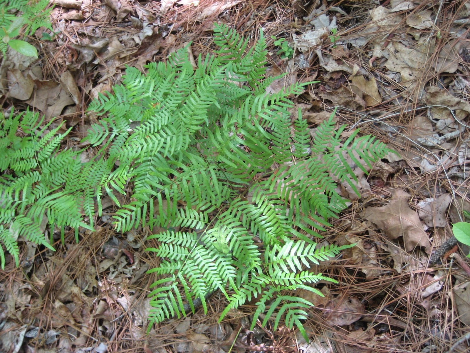 Discovering His Creation Common Bracken Eagle Fern (Pteridium aquilinum)