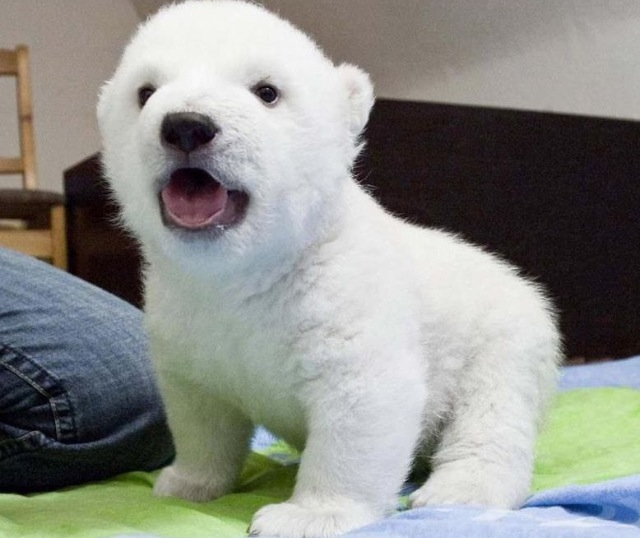 cute baby animals, baby animals, baby animal pictures, adorable baby animal pictures, baby polar bear, polar bear cub, cute baby polar bear