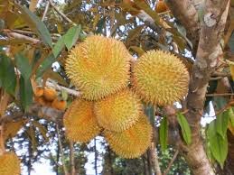 Cara Budidaya Durian Montong yang Benar Cara Budidaya Durian Montong yang Benar