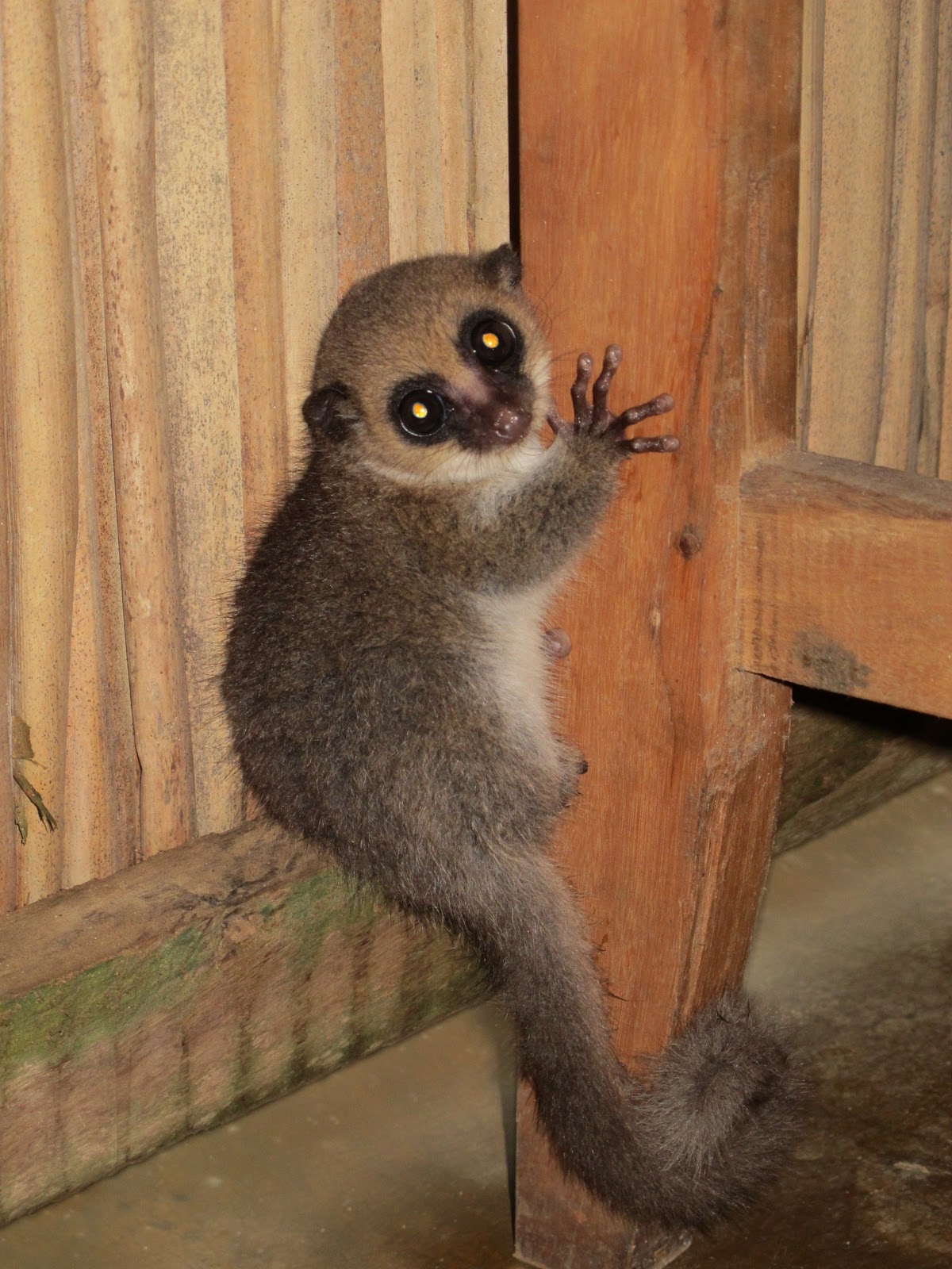 tiny lemur