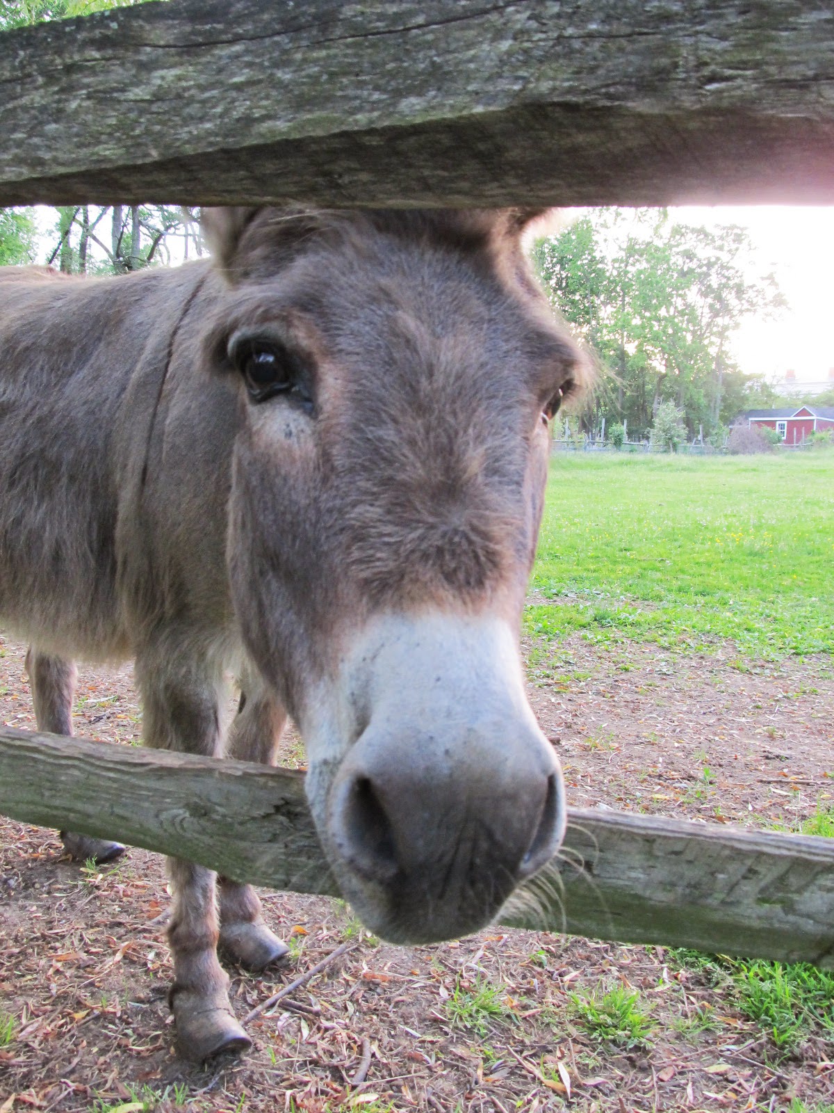 Nesting Ranch Donkey Bath!