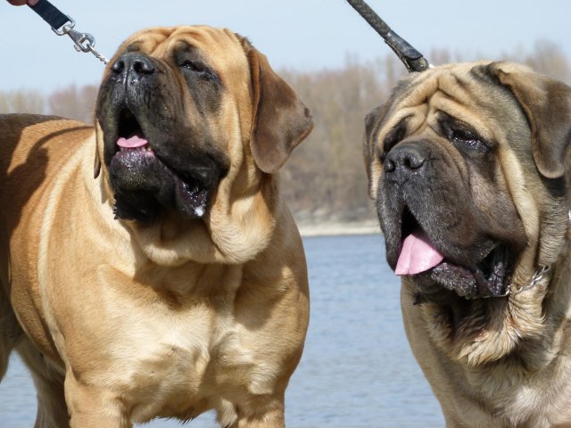 Bloodhound English Mastiff Mix English mastiff Bloodhound English Mastiff Mix English mastiff