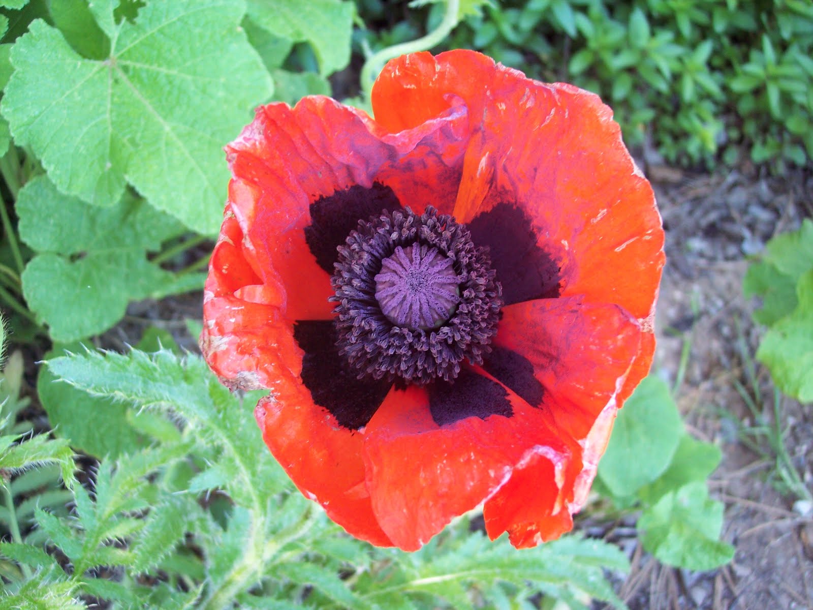 Poppy in the Garden