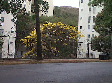 Calle 13 la urbina