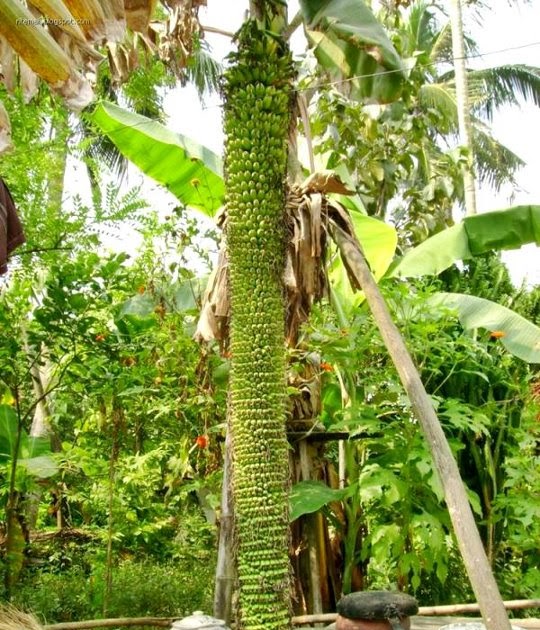 tamil essay about banana tree tamil essay about banana tree