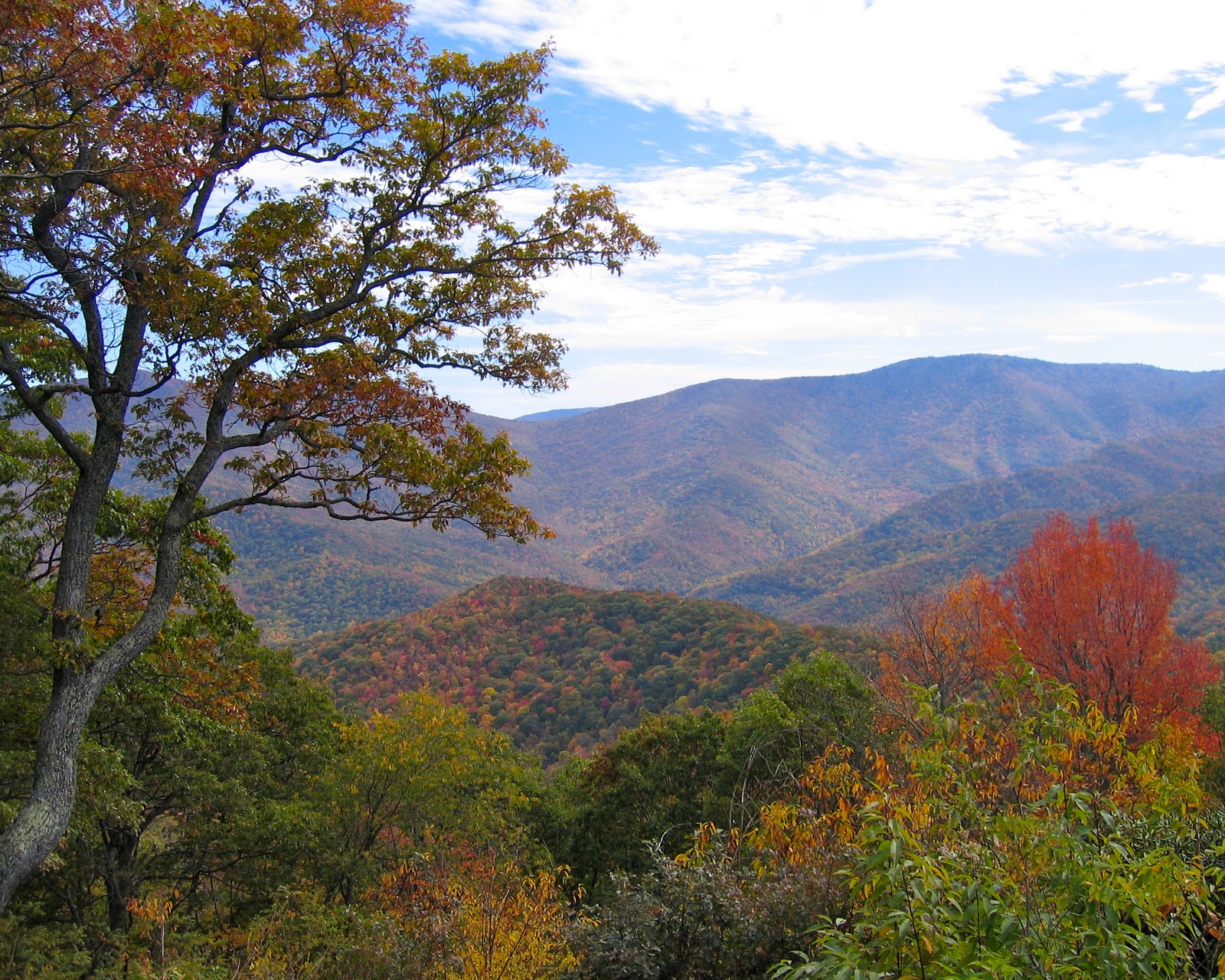 Smoky Mountain Cabbage