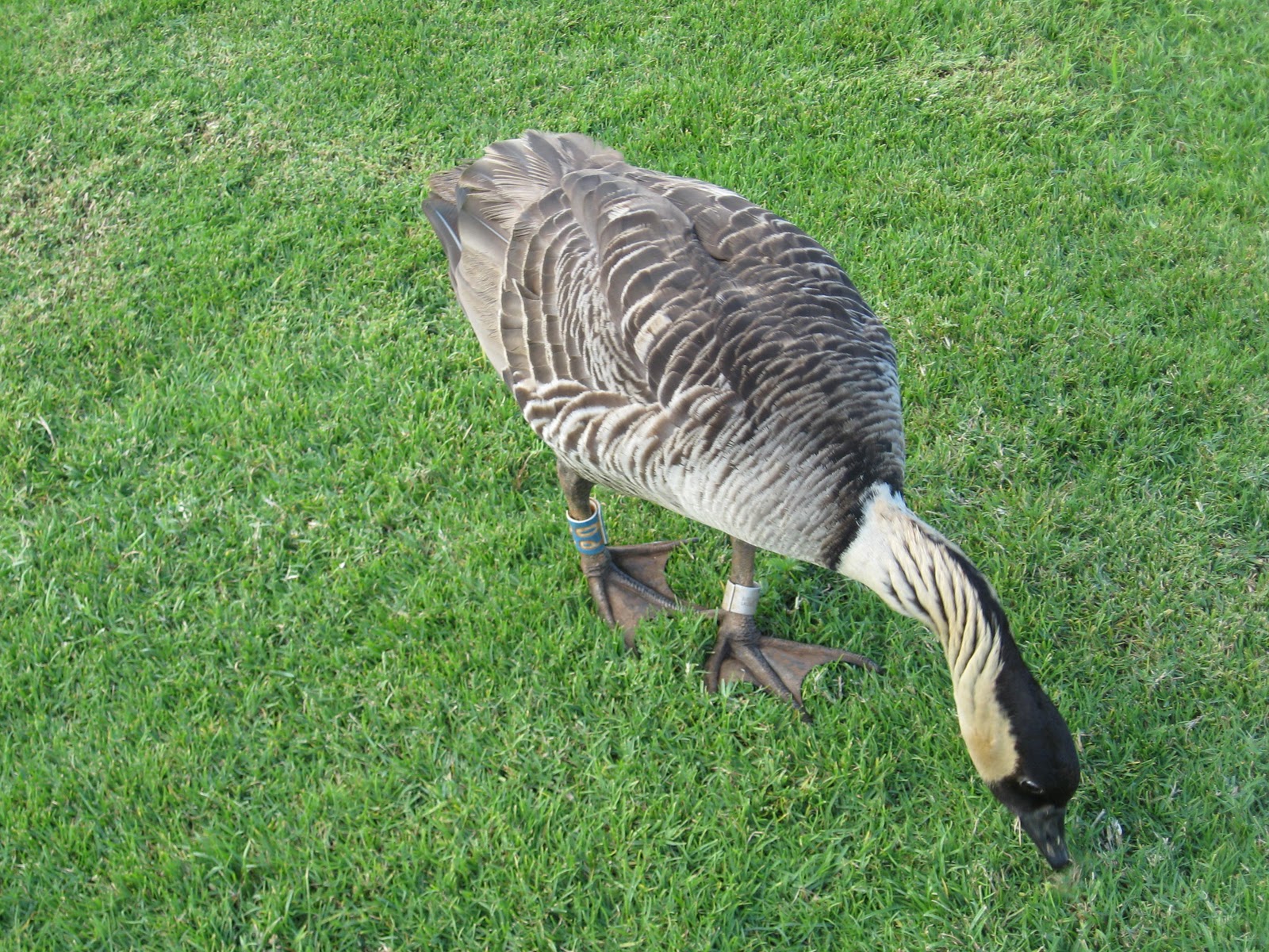 Goose Fair Island Big Static Goose Fair Island Big Static