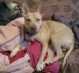 Kimmy the Pittie Mix