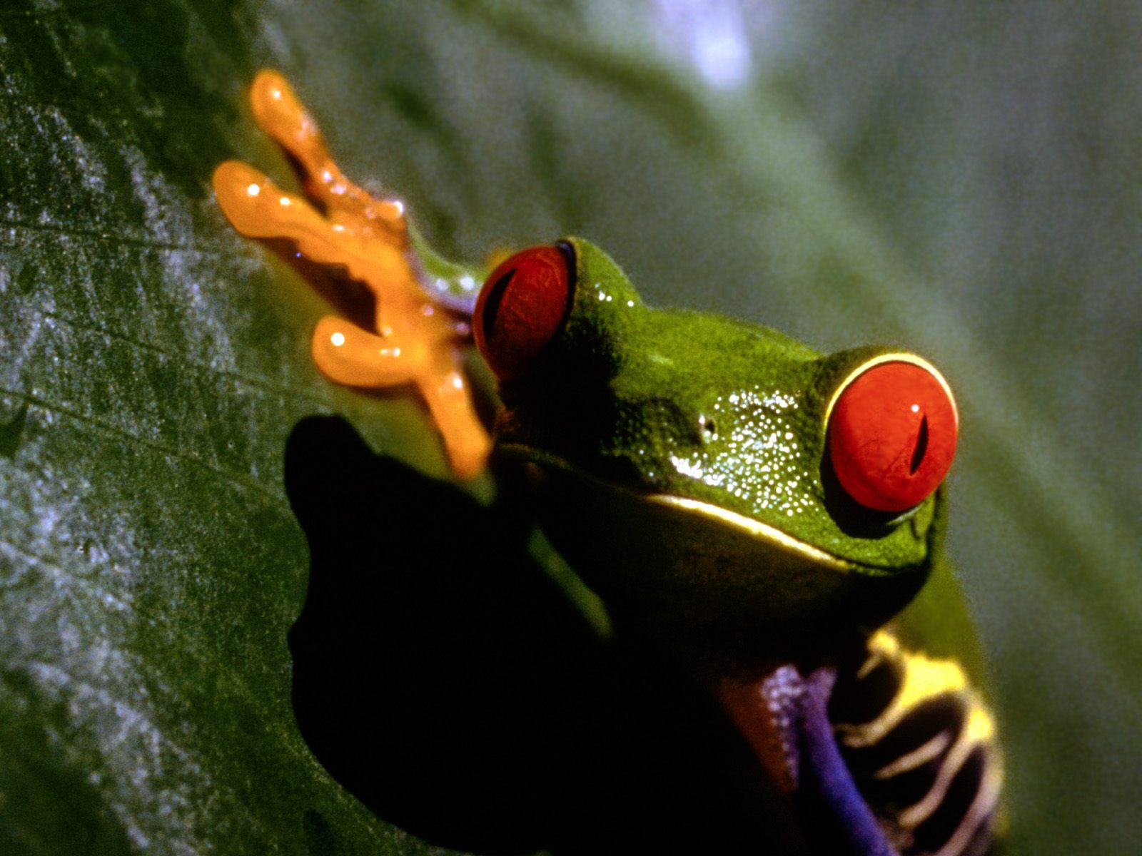 Photo Gallery: Colorful Frogs