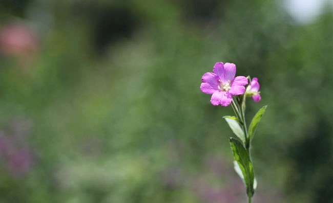 Great Willowherb Flowers Pictures Great Willowherb Flowers Pictures
