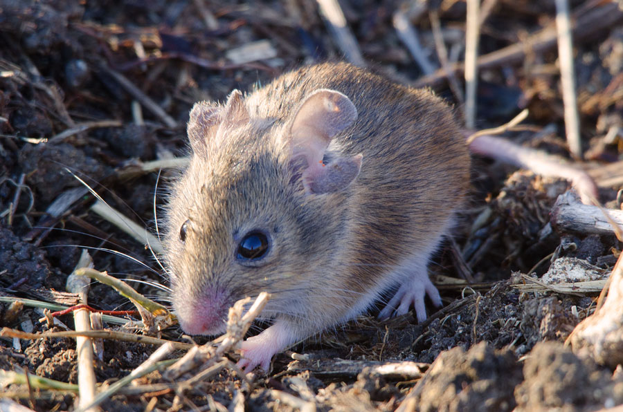 TAG online Gardening