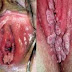 Kutil Kelamin Wanita Rontok thumbnail