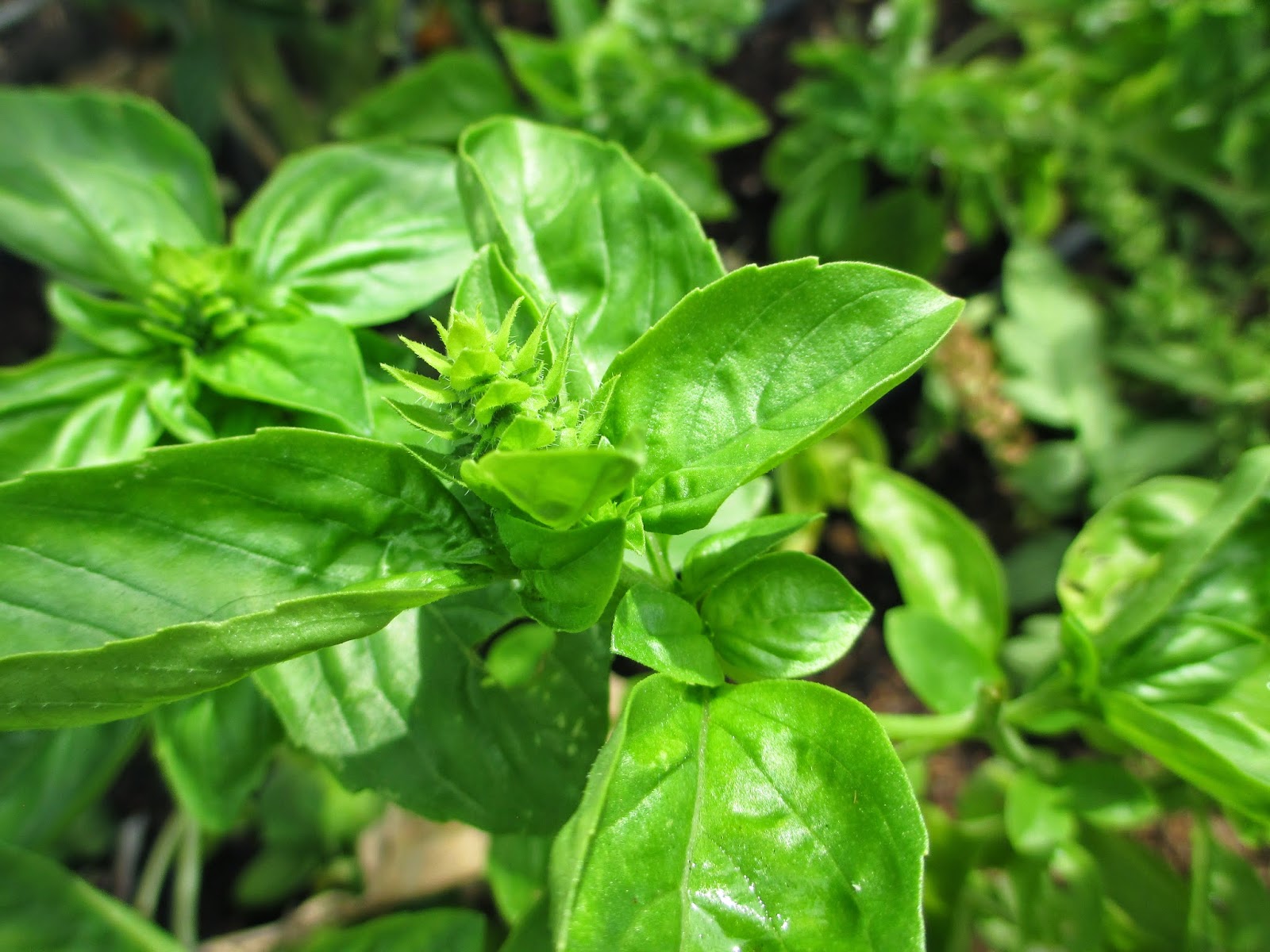 Andie's Way Deadheading to Prolong The Harvest Tips for Beginners