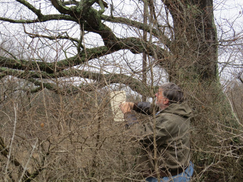 large cherry branches