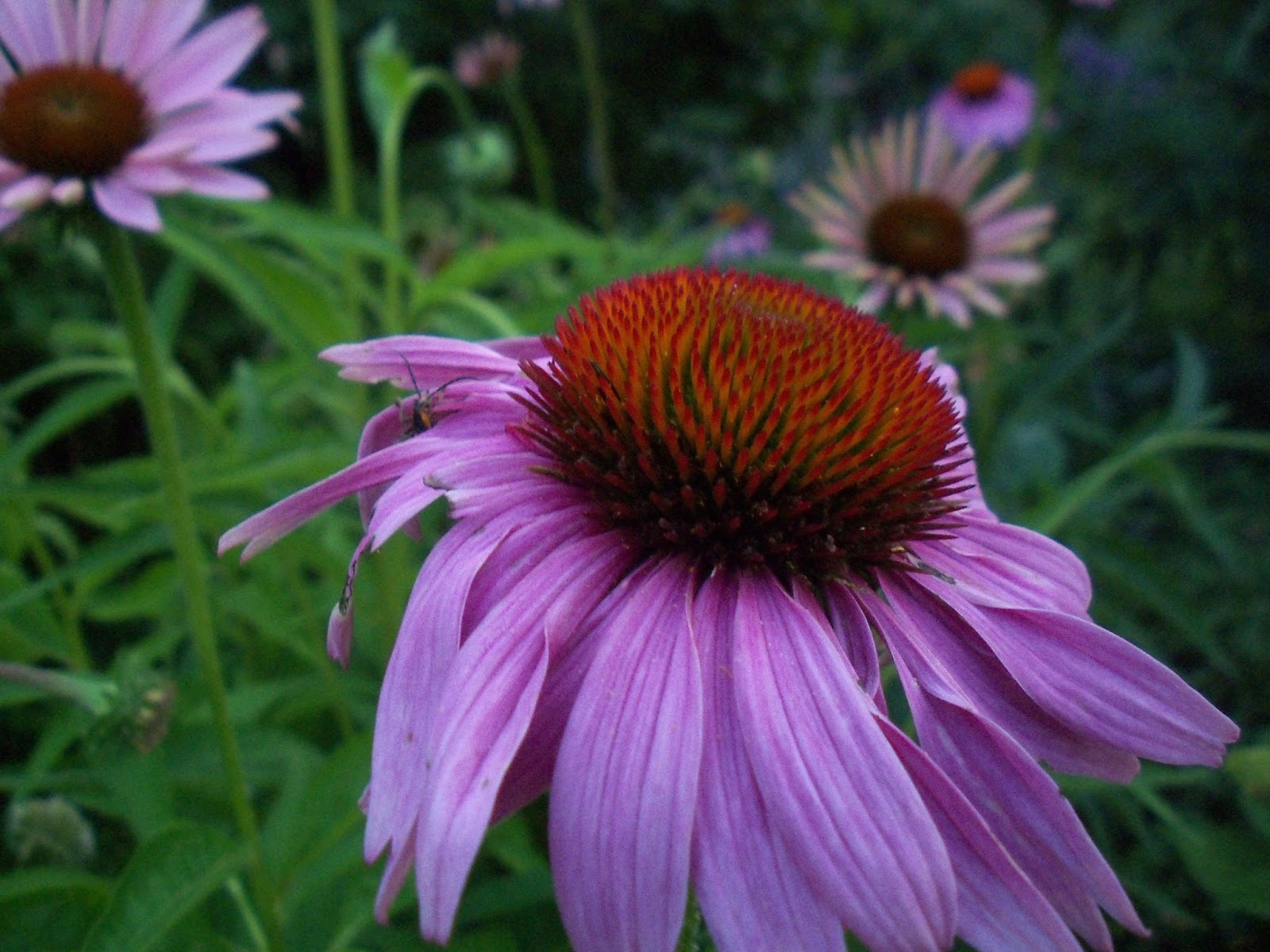 The Essential Herbal Blog Echinacea Purple Coneflower