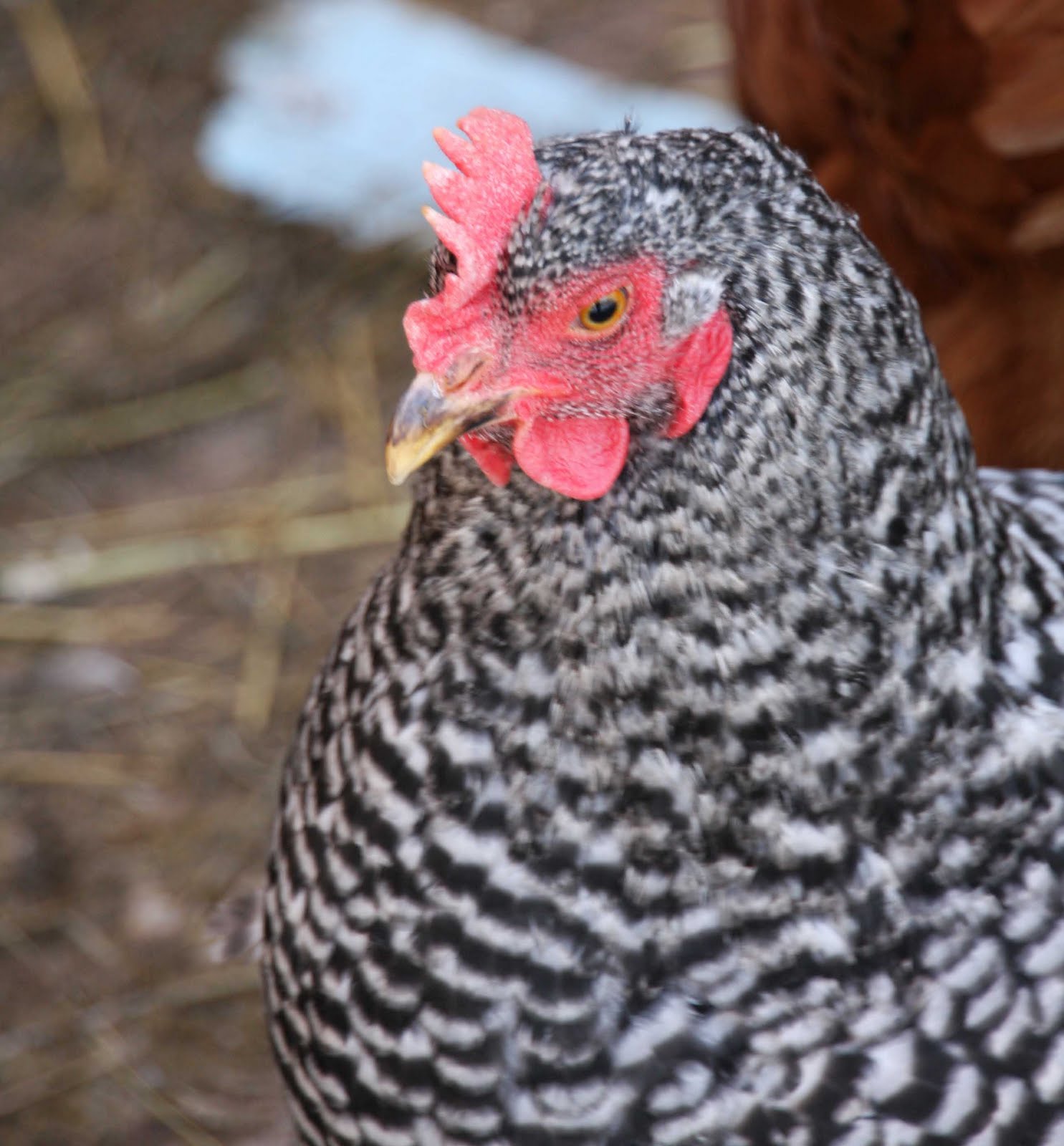 Reader Question Why are my chickens bald on their back end