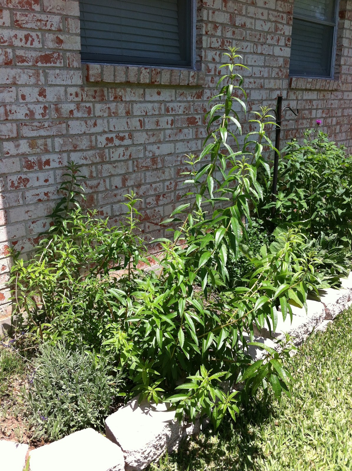 The Creamer Chronicles Lemon Verbena Jelly