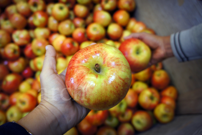 Rang The Colours of Life. Apple picking. Grape stomping.