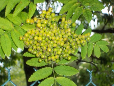 Active Citizens Fruit Tree Identification Walk